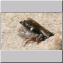 Harpactus lunatus - Grabwespe w01b mit Zikadade - OS-Hollage Lehmkuhle.jpg